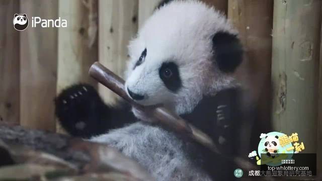 塞尔达传说,时之笛,重制版实机,武汉体彩网官网,武汉体彩网常见问题,武汉体彩网安全购买彩票,武汉体彩网服务信息,武汉体彩网购彩说明